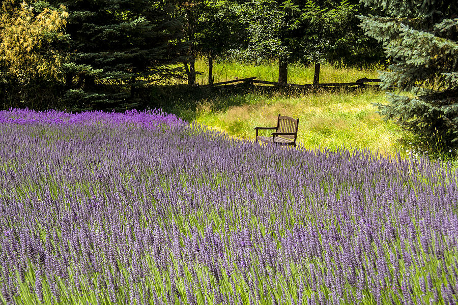 Lavender Rest Photograph by Kathy Bassett