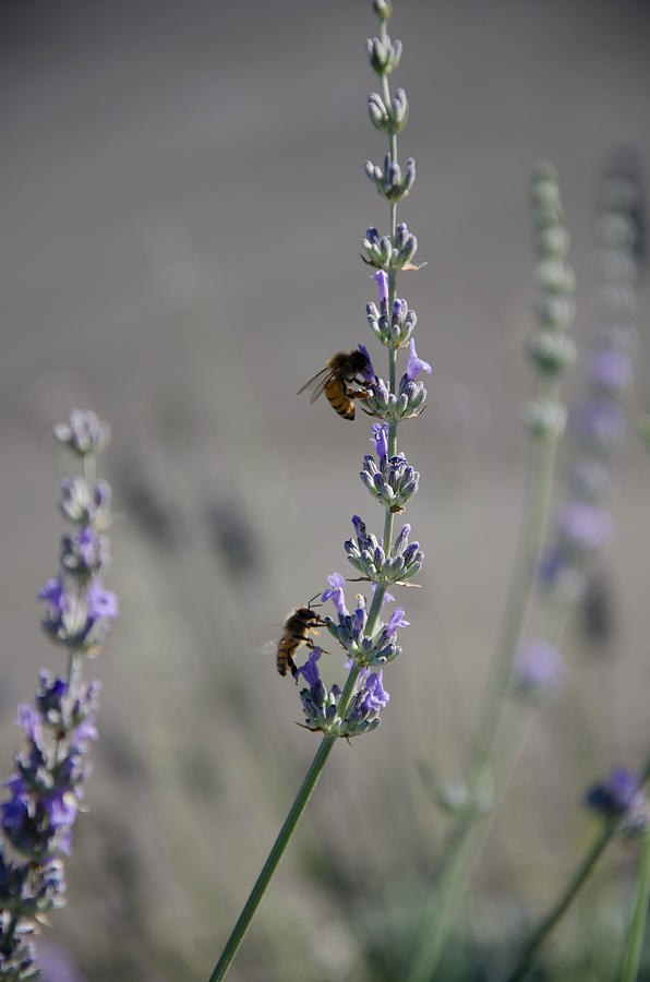 Spring Photograph - Lavender Rest Stop by Joie Cameron-Brown