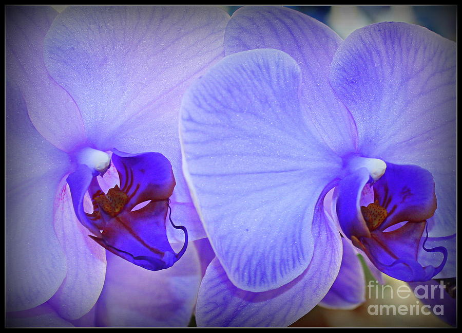Lavender Rhapsody - Orchids Photograph by Dora Sofia Caputo
