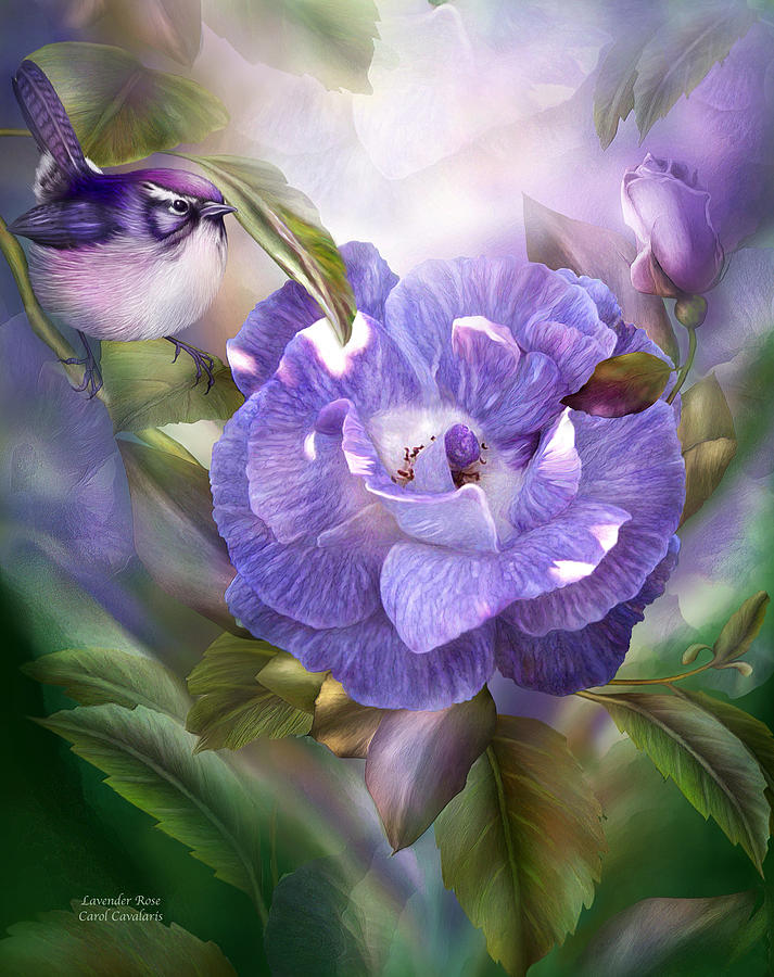 Lavender Rose Mixed Media by Carol Cavalaris