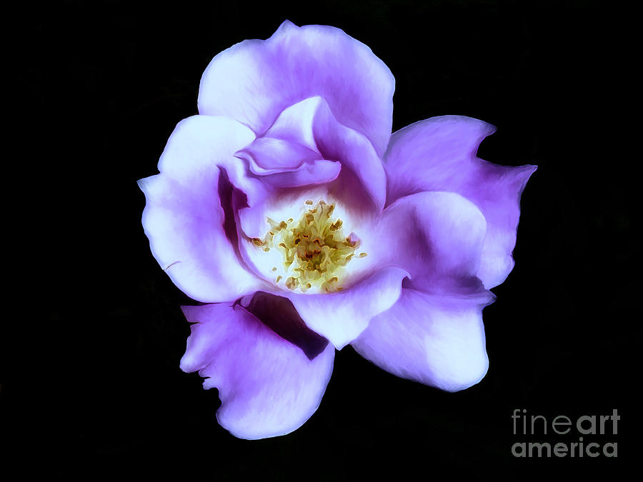 Lavender Rose Photograph by Frances Ann Hattier