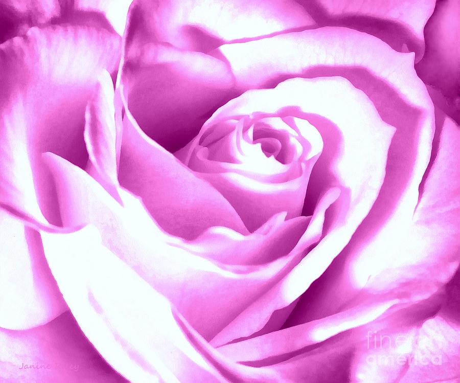 Lavender Rose  Photograph by Janine Riley