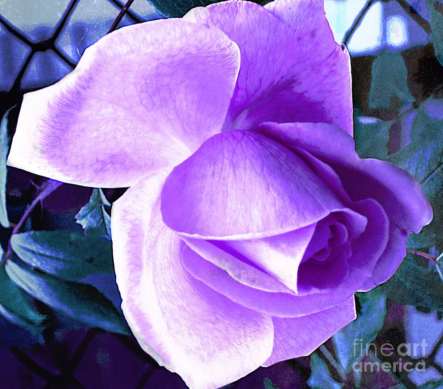Lavender Rose Photograph by Judy Palkimas