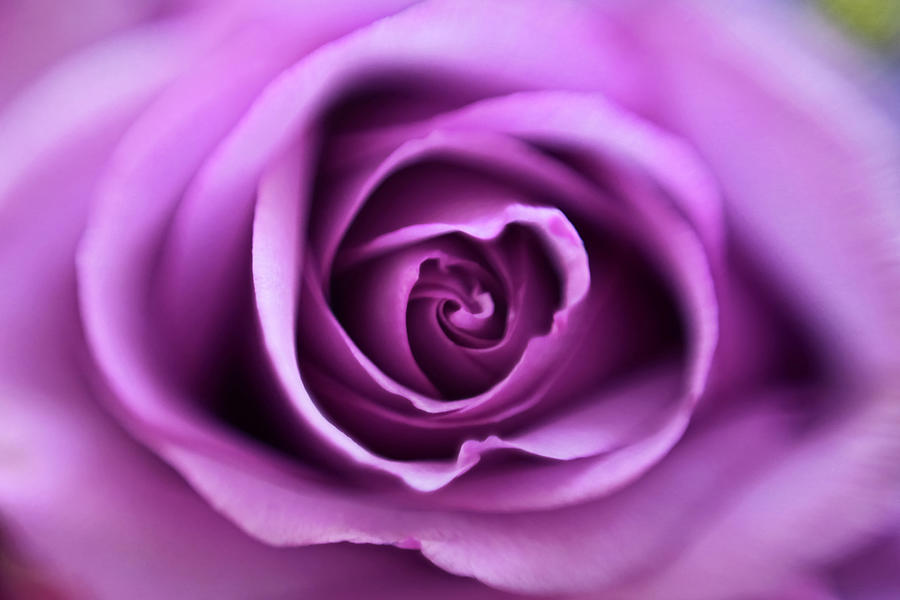 Lavender Rose Macro Photograph by Daniela Duncan