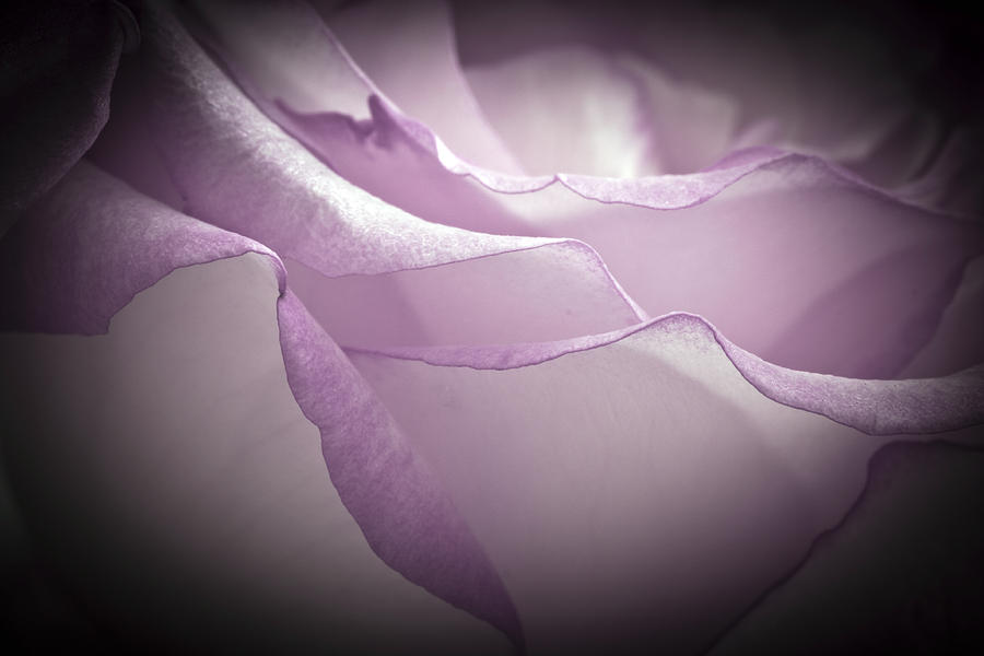 Lavender Rose Macro Photograph by Sandra Foster