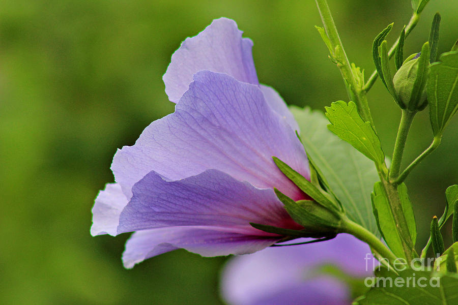 Nature Photograph - Lavender Rose of Sharon Flower by Karen Adams