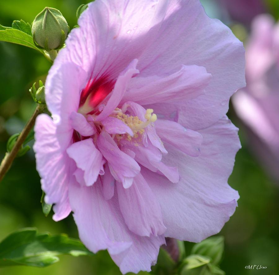 Lavender Rose of Sharon Photograph by Maria Urso - Fine Art America