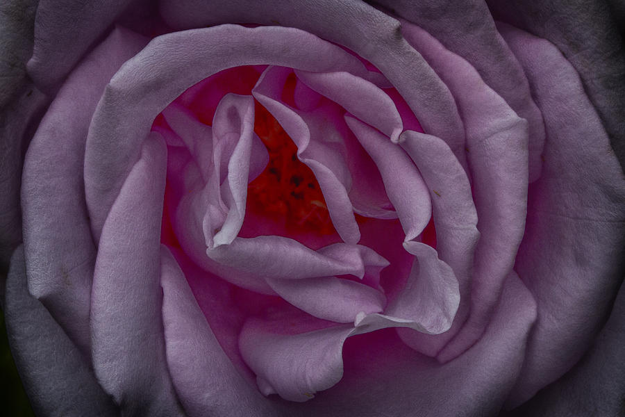 Lavender Rose Photograph by Robert Woodward