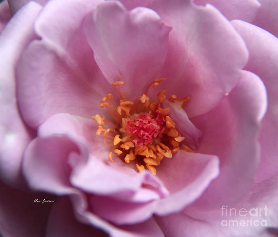 Lavender Rose  Photograph by Yumi Johnson
