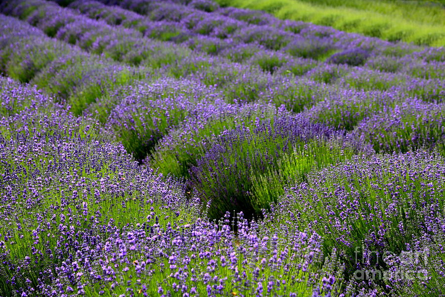 Lavender Rows Photograph by Carol Groenen