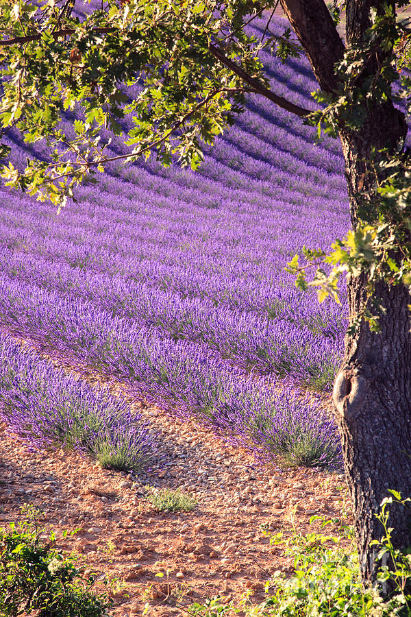 Lavender rows in Provence Photograph by Matteo Colombo