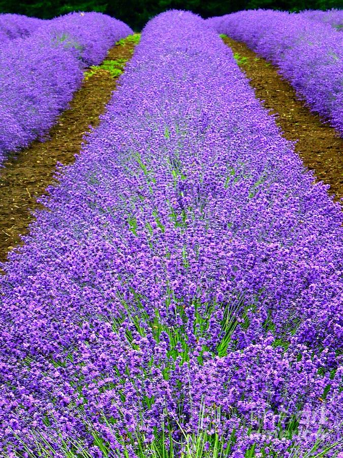 Lavender Rows Photograph by Susan Garren