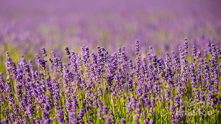 Lavender Scene Photograph by Matt Malloy