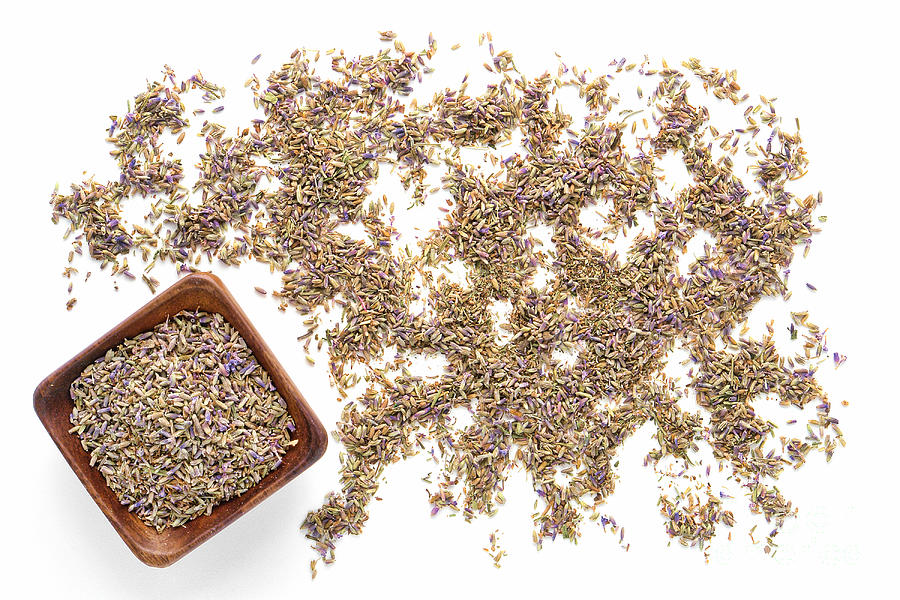 Lavender Seeds Photograph by Olivier Le Queinec