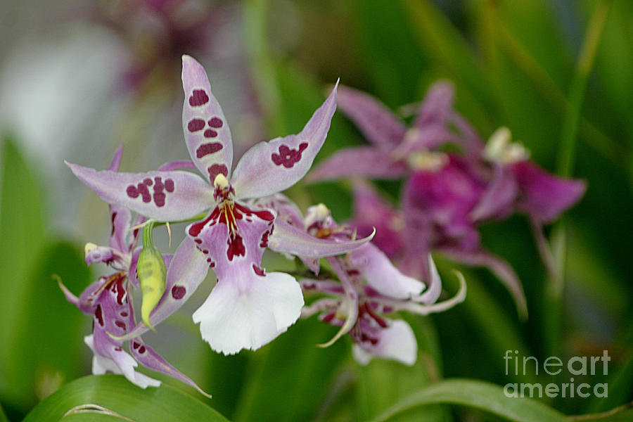 Lavender Spider Orchid With Freckles Photograph by Living Color Photography Lorraine Lynch