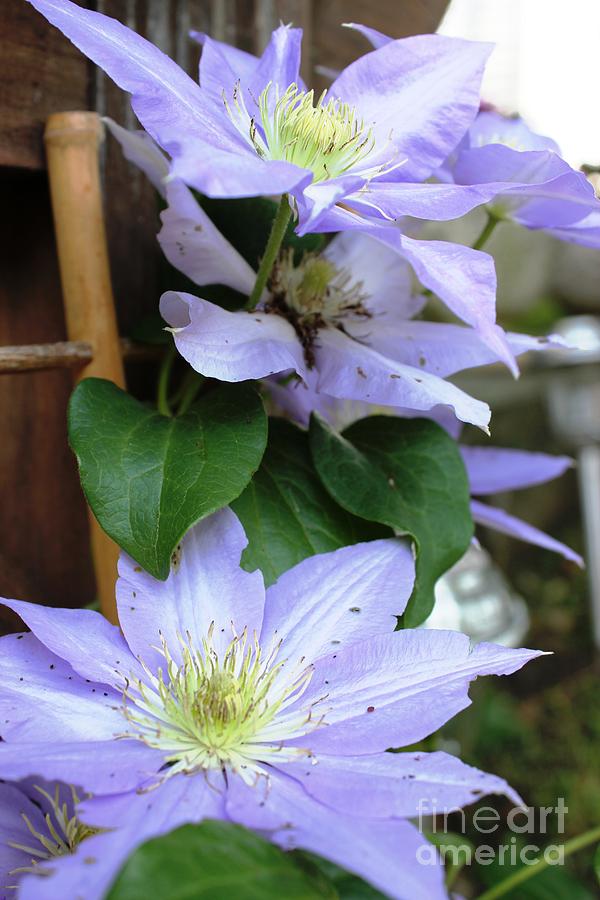 Flower Photograph - Lavender Star by Judy Palkimas
