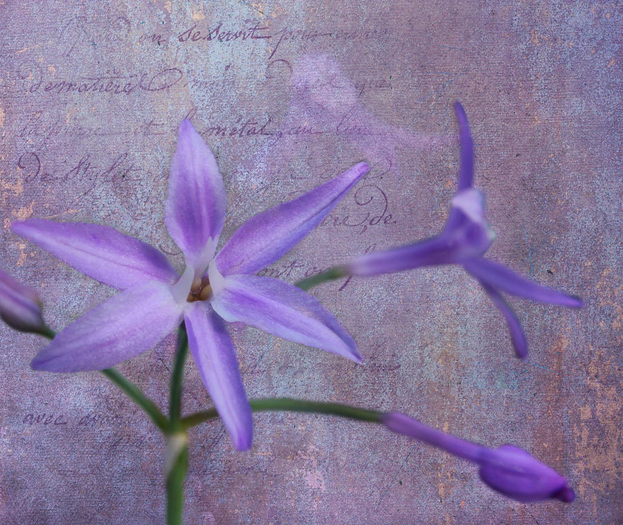 Lavender Star Photograph by Judy Vincent