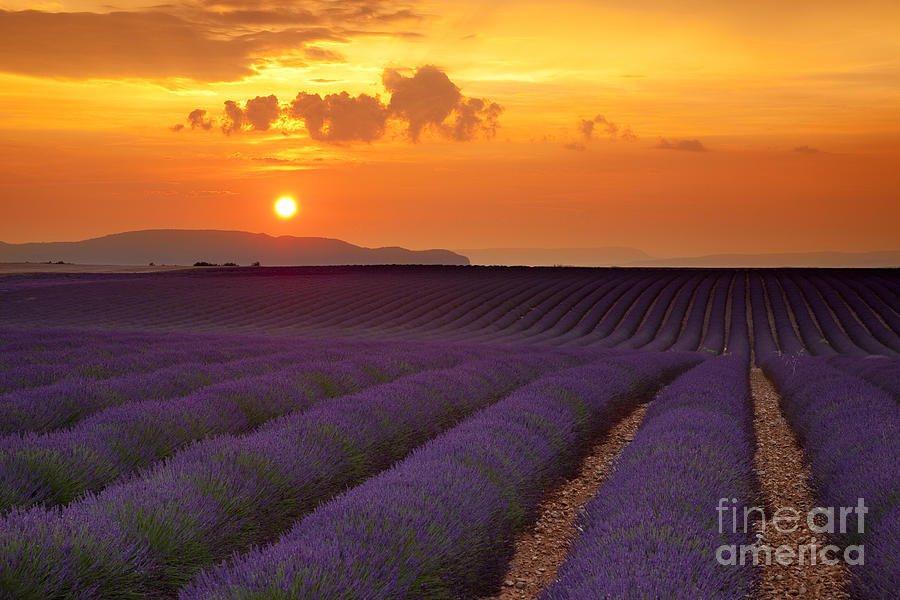 Lavender Sunset - Provence France Photograph by Brian Jannsen