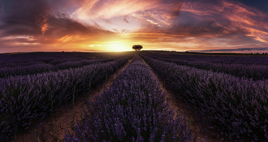 Lavender Sunset Photograph by Jorge Ruiz Dueso
