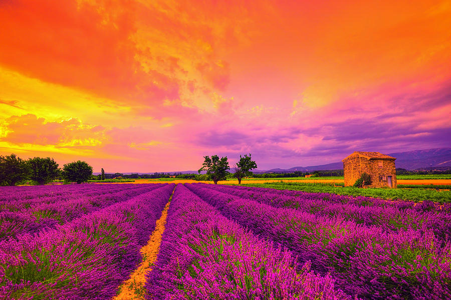 Sunset Photograph - Lavender Sunset by Midori Chan