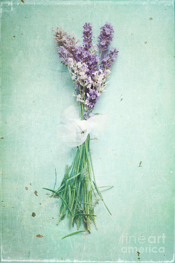 Lavender Photograph by Sylvia Cook
