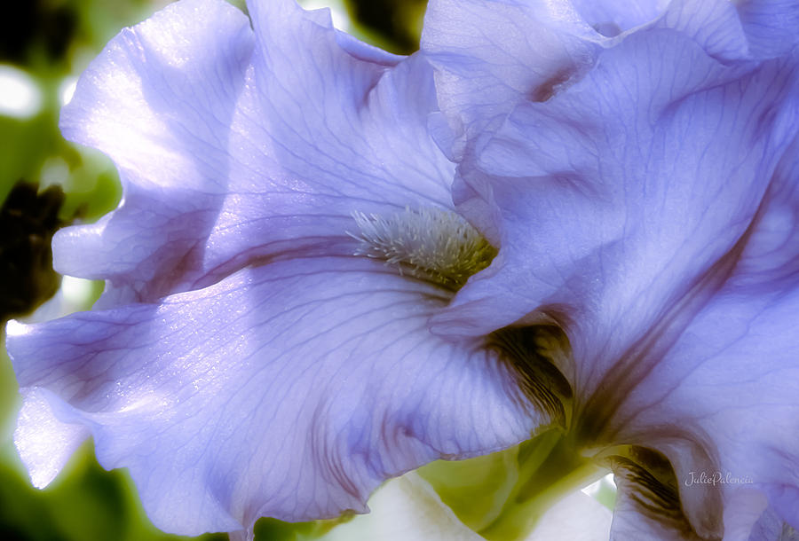Spring Photograph - Lavender Tall Bearded Iris by Julie Palencia