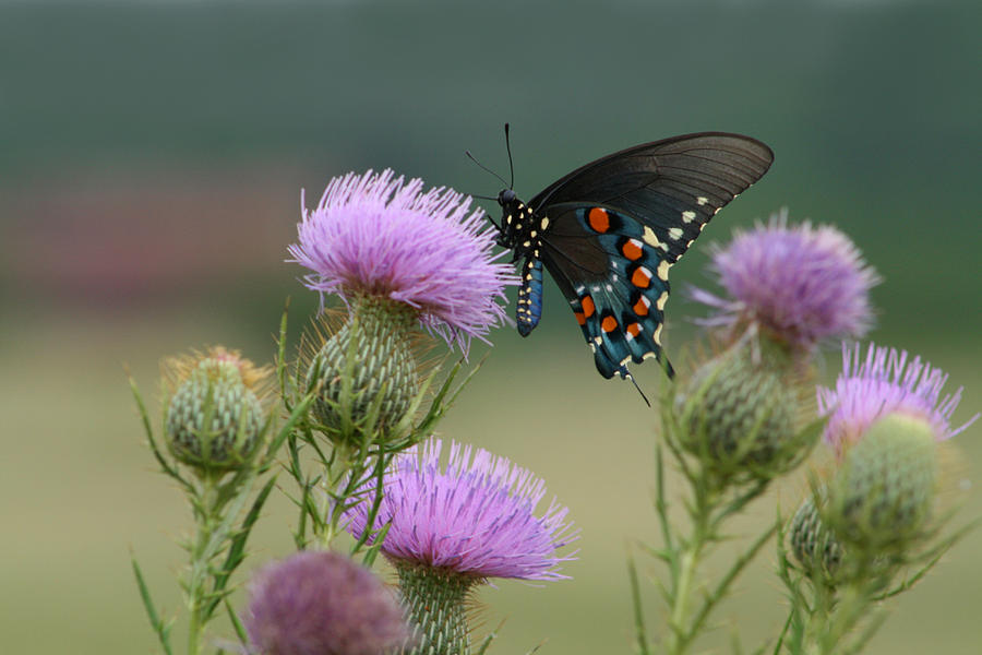 Lavender Thistle and Pipevine Swallowtail Butterfly Photograph by Kathy Clark