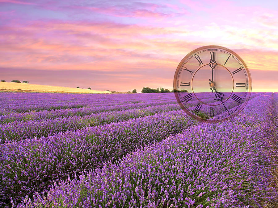 Lavender Time Photograph by Gill Billington