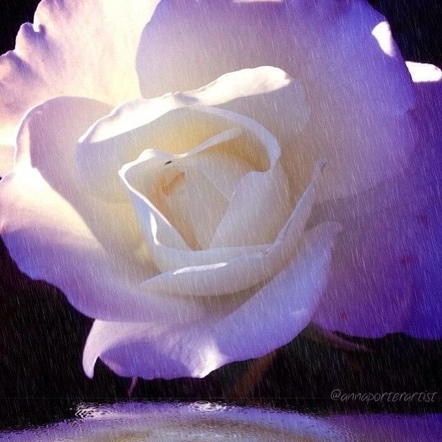 Flower Photograph - Lavender Tipped White Rose, Rain Effect by Anna Porter