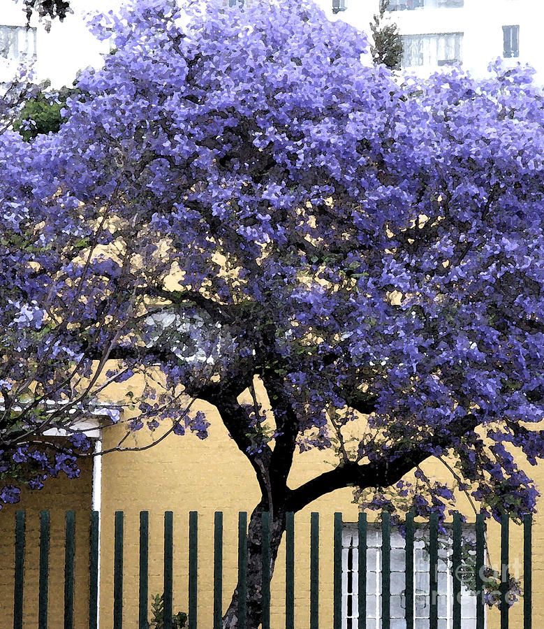 Lavender Tree Photograph by Patricia Januszkiewicz