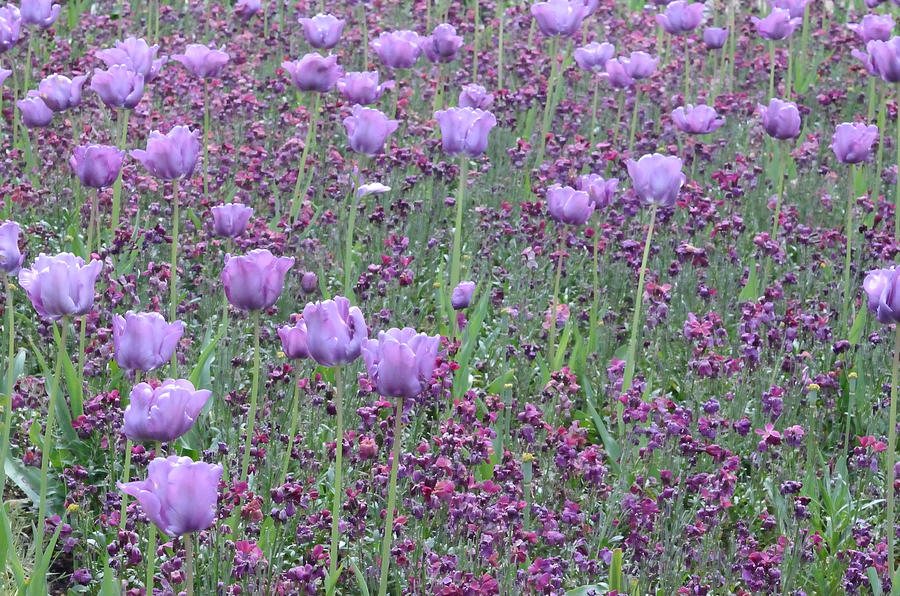 Lavender Tulips a Field of Snapdragons Photograph by Tom Wurl
