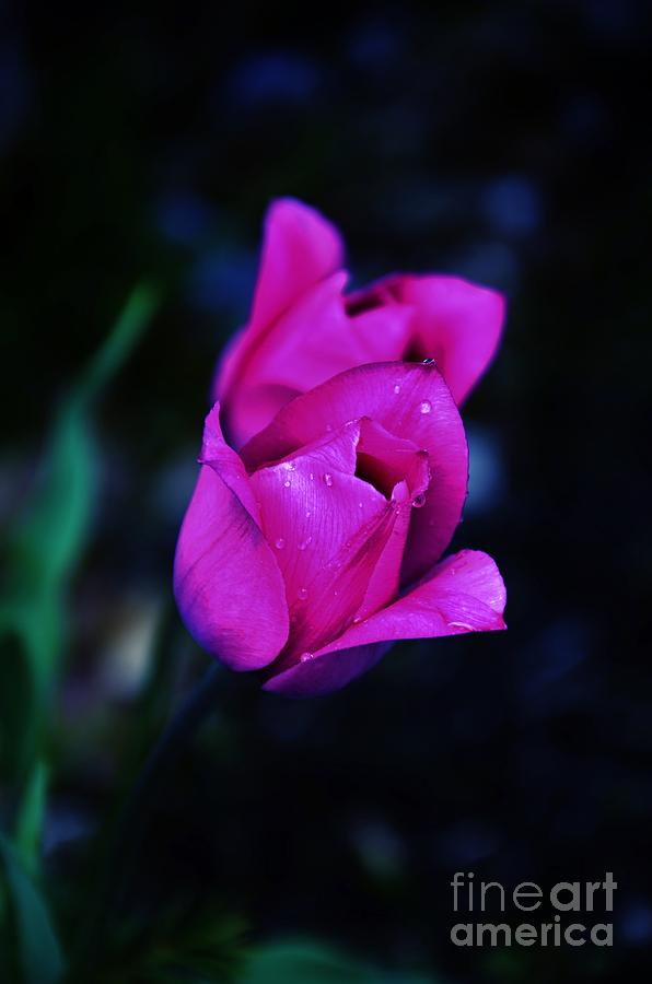 Tulip Photograph - Lavender Tulips by Bob Sample