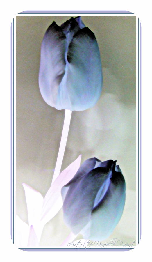 Tulip Photograph - Lavender Tulips by Danielle  Parent