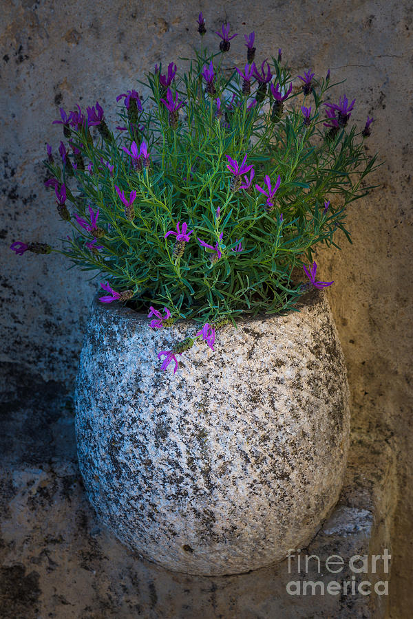 Lavender Vase Photograph by Inge Johnsson