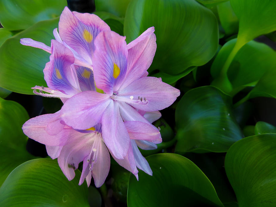 Water Hyacinth Photograph - Lavender Water Hyacinth by Shawna Rowe