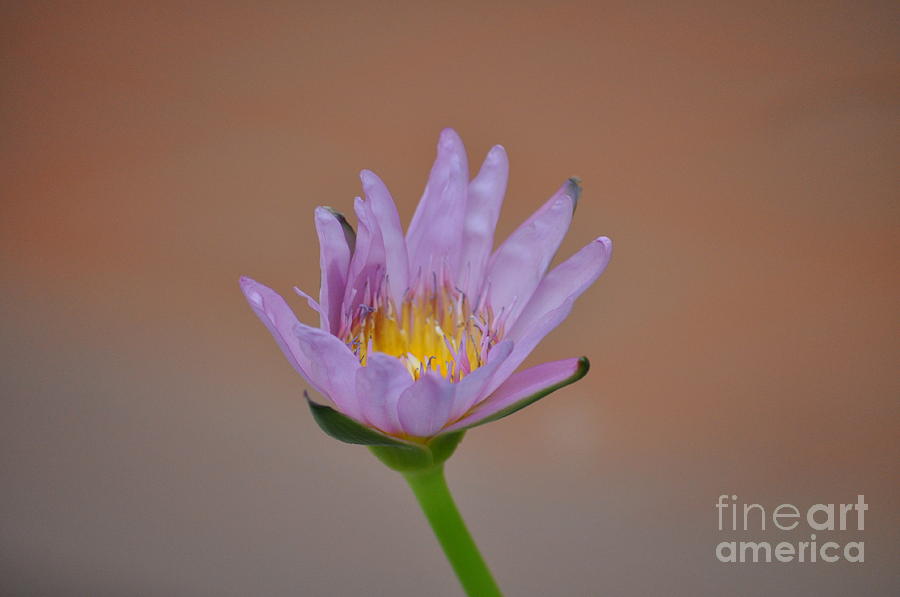 Water Lily Photograph - Lavender Water Lily by Carolyn Burns Bass