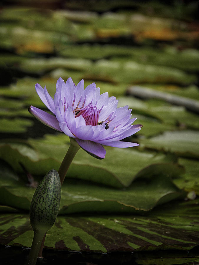 Lavender Water Lily with Bees Photograph by Sandra Anderson