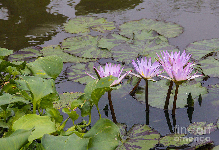 Flowers Photograph - Lavender waterlilies by Jill Bell Flowers Photograph - Lavender waterlilies by Jill Bell