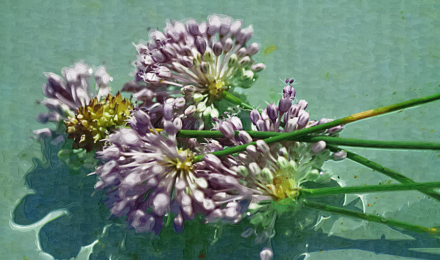 Flower Photograph - Lavender Wild Allium Wildflowers by Kathy Clark