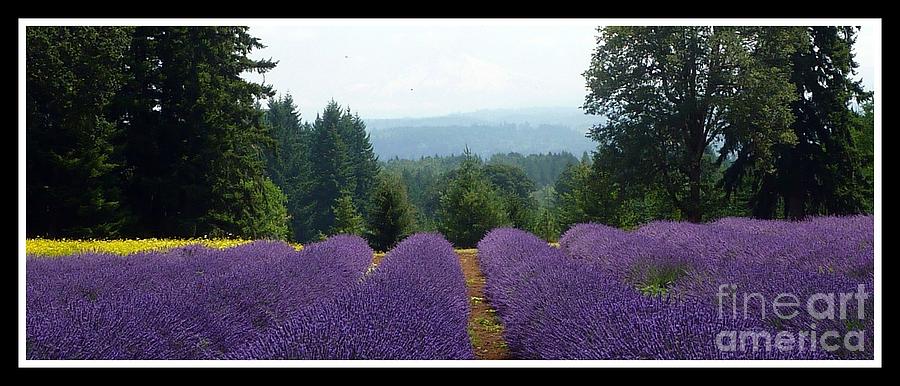 Lavender Woods  Photograph by Susan Garren