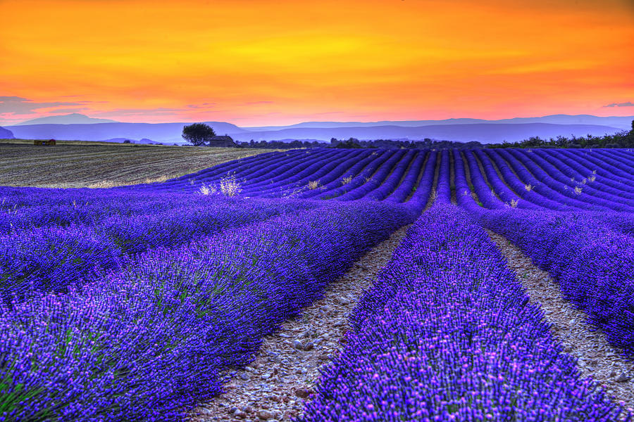 Lavenders sunset Photograph by Midori Chan