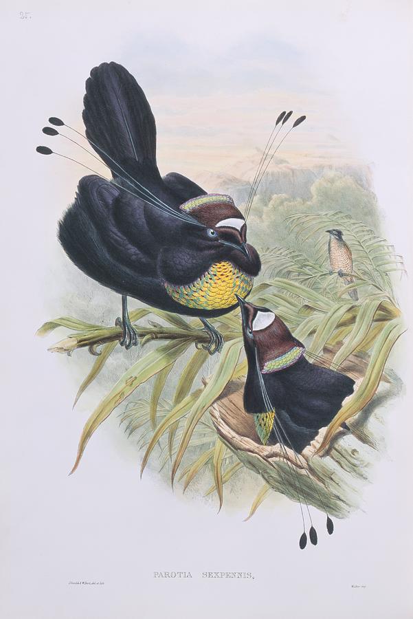 John Gould Photograph - Lawes parotia, 19th century artwork by Science Photo Library