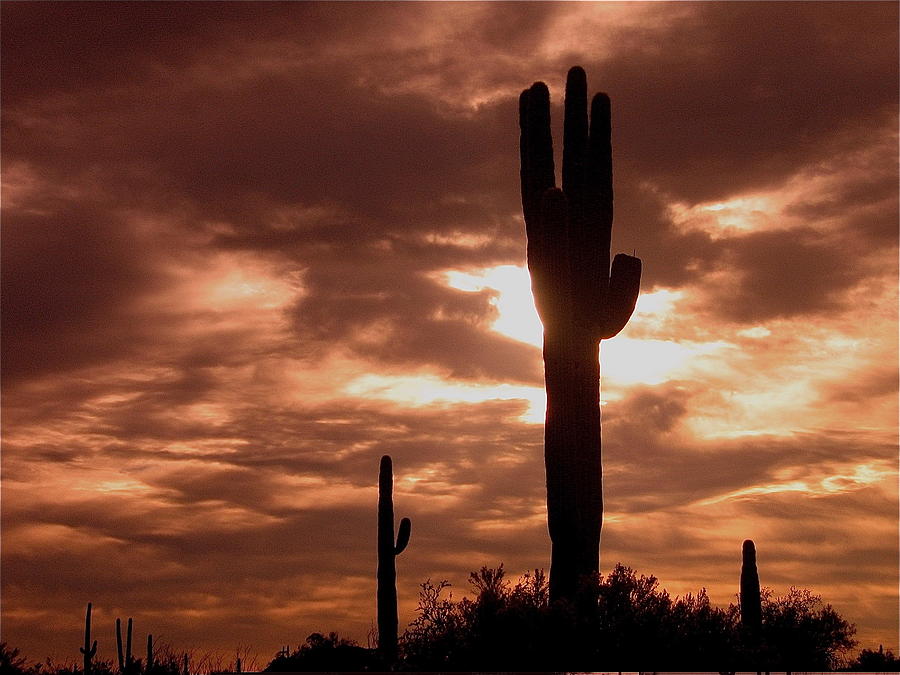 Lawless Frontier homage 1935 saguaro forest Photograph by David Lee Guss