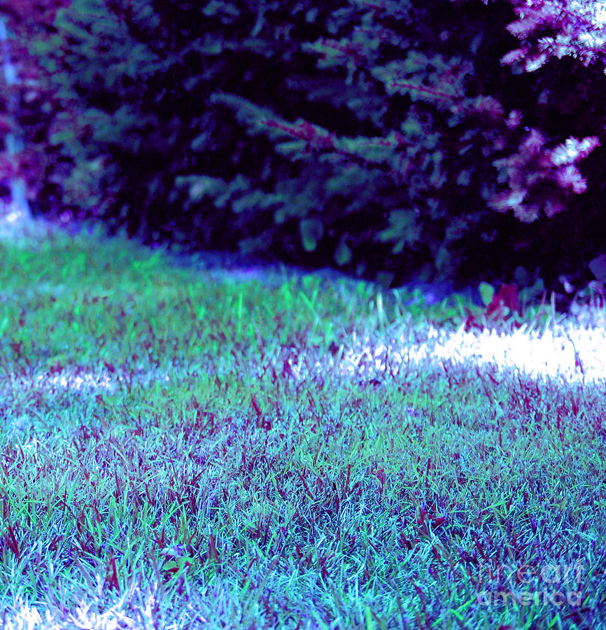 Lawn blue Photograph by First Star Art