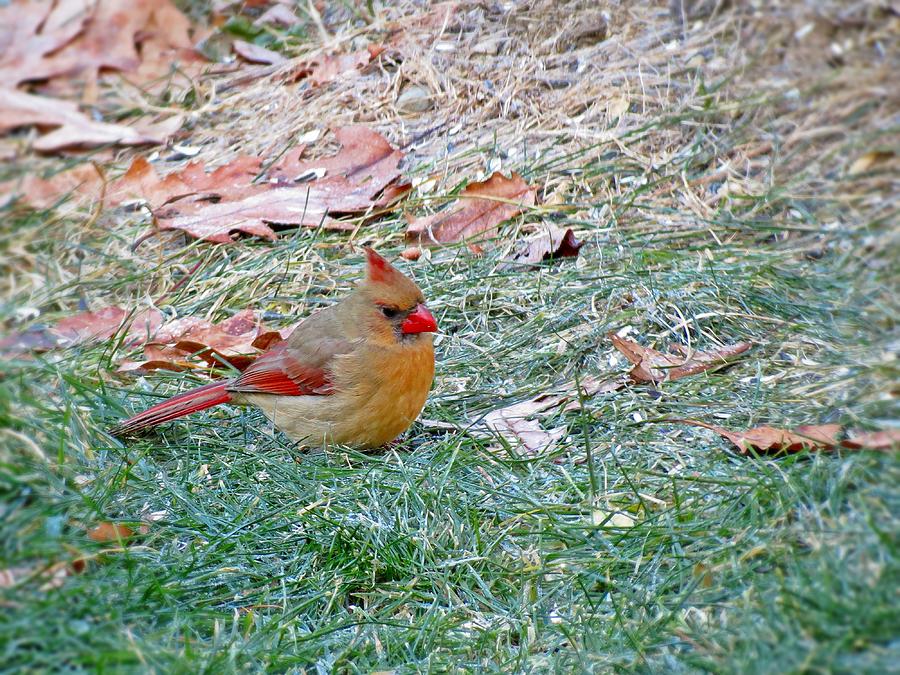 Lawn Cardinal Photograph by MTBobbins Photography | Fine Art America