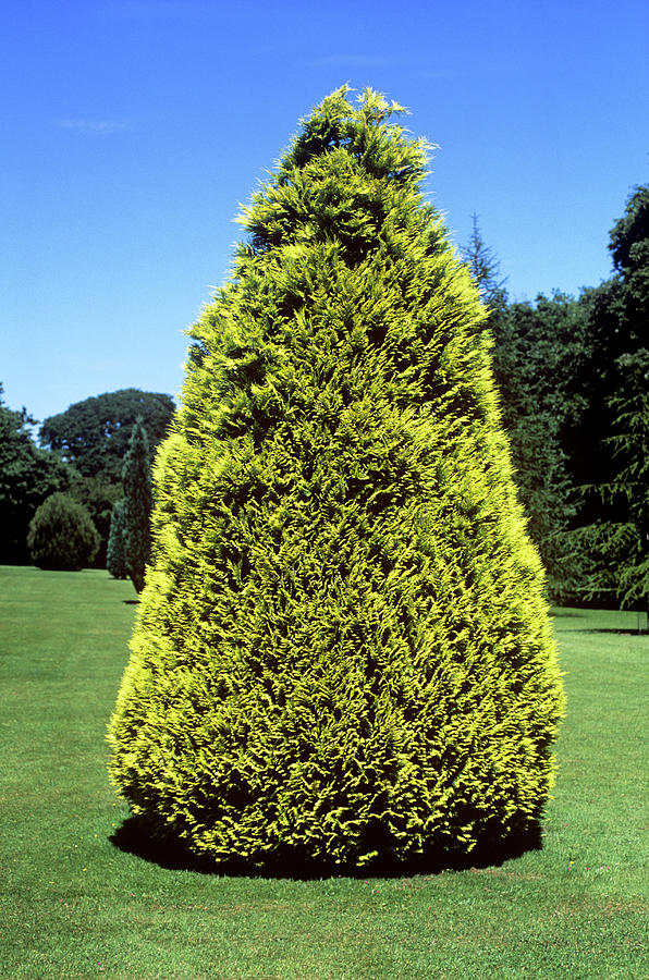 Lawson Cypress (chamaecyparis Lawsonia) Photograph by Tony Wood/science ...