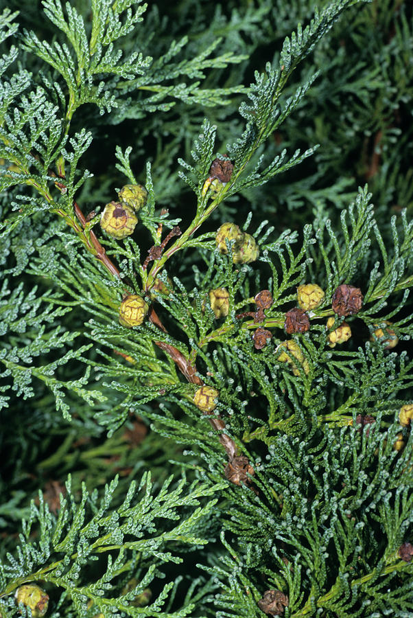 Nature Photograph - Lawsons False Cypress Fruits by M F Merlet/science Photo Library