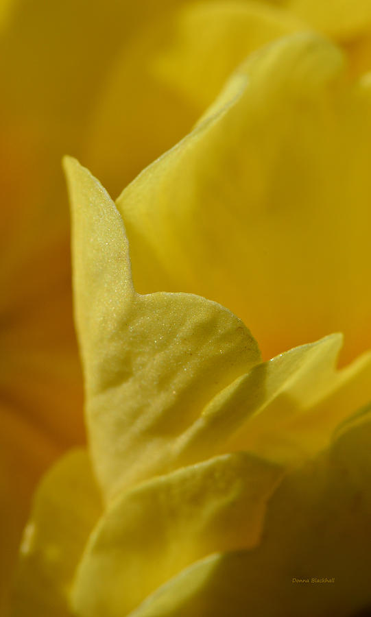 Layered In Yellow Photograph by Donna Blackhall