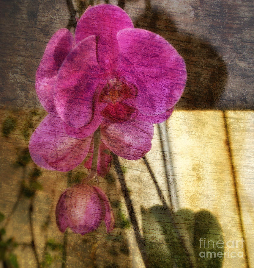 Flowers Still Life Photograph - Layered Purple Orchids by Eva Thomas