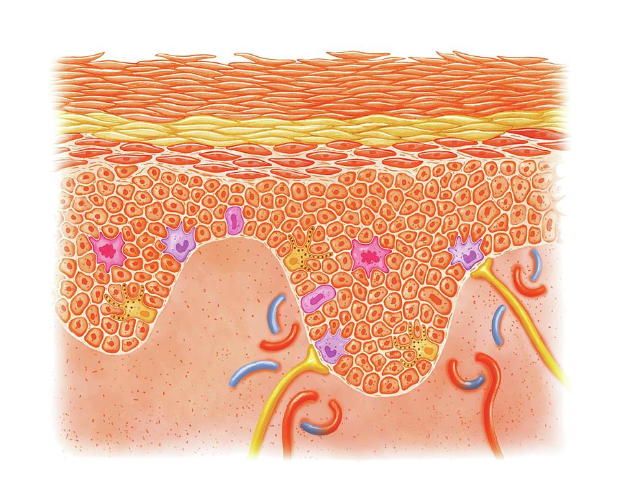 Layers And Cells Of Epidermis Photograph by Asklepios Medical Atlas